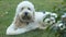 Goldendoodle Laying on the Grass