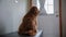 Goldendoodle pet at home, sitting on the couch and looking at camera. Close up view