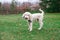Goldendoodle Playing with Toys in Grass