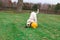 Goldendoodle Playing with Toys in Grass