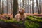 Goldendoodle pup laying and look up on a tree trunk in forest