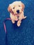 Goldendoodle puppy