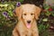 Goldendoodle Puppy