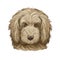 Goldendoodle Puppy digital art illustration isolated on white