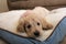 Goldendoodle Puppy Dog