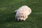 Goldendoodle Puppy Dog on Grass