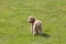 Goldendoodle Puppy Looking Over His Shoulder on Grassy Field