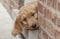 Goldendoodle Puppy Peeks Out of Brick Doorway