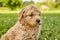 Goldendoodle puppy sitting in open lawn