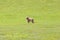 Goldendoodle Puppy Standing on a Grassy Field