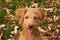 Goldendoodle Puppy Tongue Out