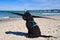 goldendoodle sitting on the Baltic Sea in front of the pier overlooking the sea. black and tan