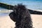 goldendoodle sitting on the Baltic Sea in front of the pier overlooking the sea. black and tan