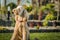 Goldendoodle Sitting in the Garden