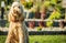 Goldendoodle Sitting On Grass In Yard Outside House