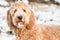 Goldendoodle in snow