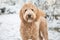 Goldendoodle in snow