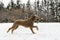 Goldendoodle in the snow season of winter