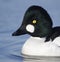 Goldeneye, Bucephala clangula