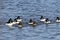 Goldeneye duck on lake Michigan,Wisconsin