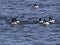 Goldeneye duck on lake Michigan,Wisconsin