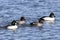 Goldeneye duck on lake Michigan,Wisconsin