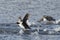 Goldeneye ducks take flight.