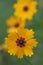 Goldenmane coreopsis has vibrant yellow petals and a red star shaped center