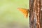 Goldenrod copper, orange butterfly on a tree with green background