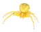 Goldenrod crab spider