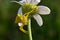 Goldenrod crab spider (Misumena Vatia) 2