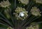 Goldenrod crab spiders on flowers in a field under the sunlight with a blurry background