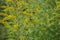 Goldenrod flower, summer garden