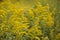 Goldenrod flowers in autumn field