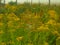 Goldenrod flowers in the morning.