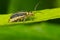 Goldenrod Leaf Beetle - Trirhabda canadensis