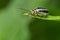 Goldenrod Leaf Beetle - Trirhabda canadensis