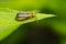 Goldenrod Leaf Beetle - Trirhabda canadensis