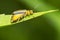 Goldenrod Leaf Beetle - Trirhabda canadensis