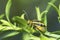 Goldenrod Leaf Beetle (Trirhabda Canadensis) on a leaf