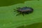 Goldenrod Leaf Miner - Microrhopala vittata