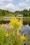 Goldenrod and Loosestrife blurred background Houston Pond Cornell