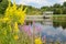 Goldenrod and Loosestrife in front of Houston Pond Cornell