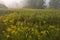 Goldenrod Meadow