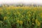 Goldenrod Meadow in Fog