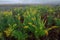 Goldenrod Meadow in Fog