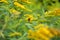 Goldenrod plant (Solidago canadensis) with bee