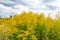 goldenrod ragweed or ambrosia flowering plant yellow color