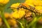 Goldenrod Soldier Beetle - Chauliognathus pensylvanicus