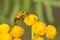 Goldenrod Soldier Beetle - Chauliognathus pensylvanicus